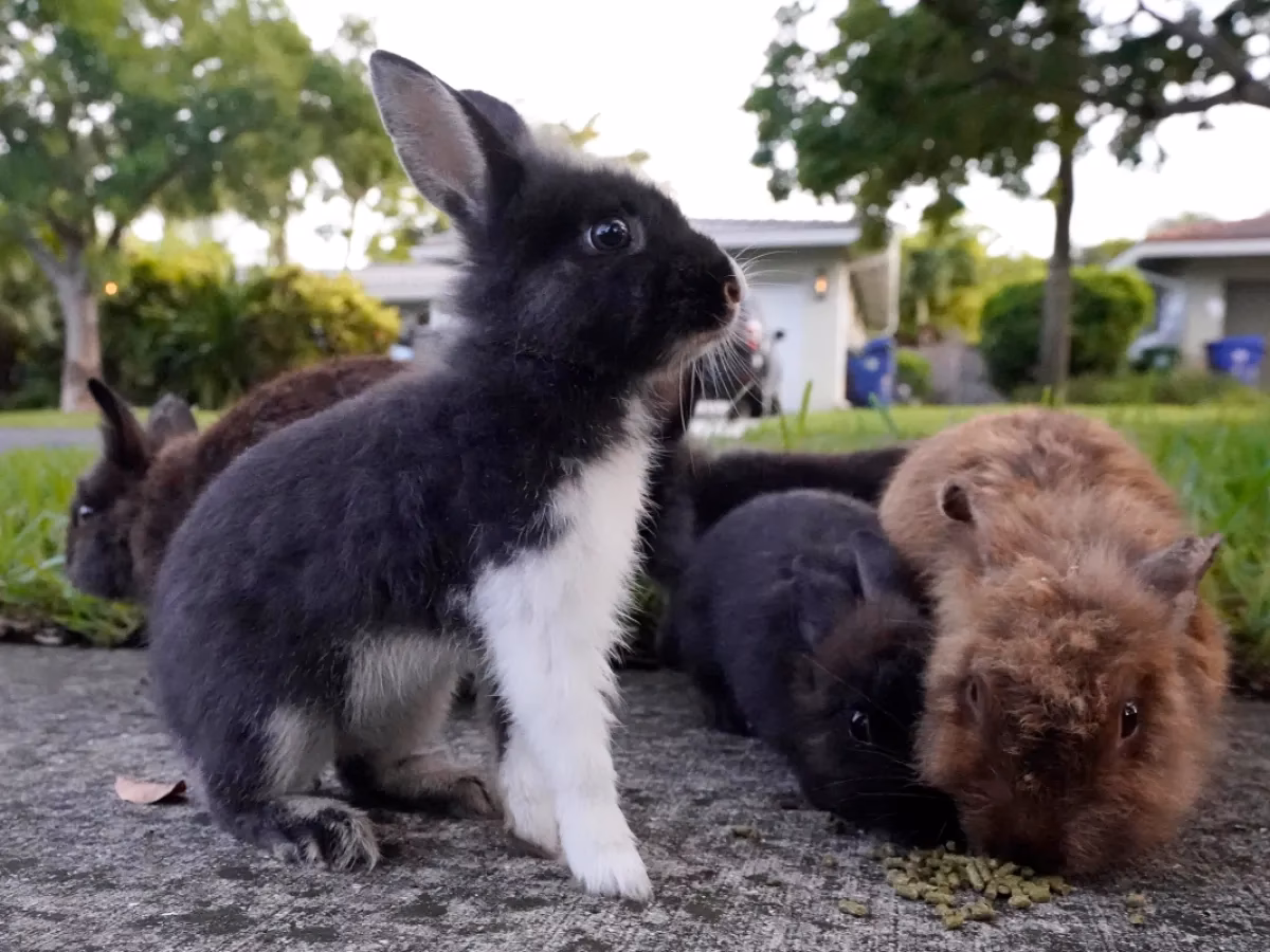 ¿Cuánto ganan los criadores de conejos?