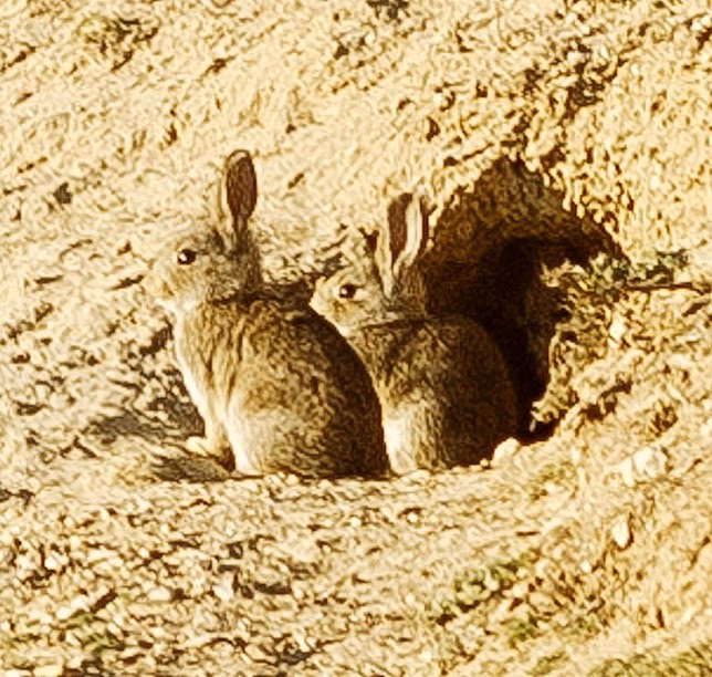 ¿Cómo se celebra la Pascua en Austria?