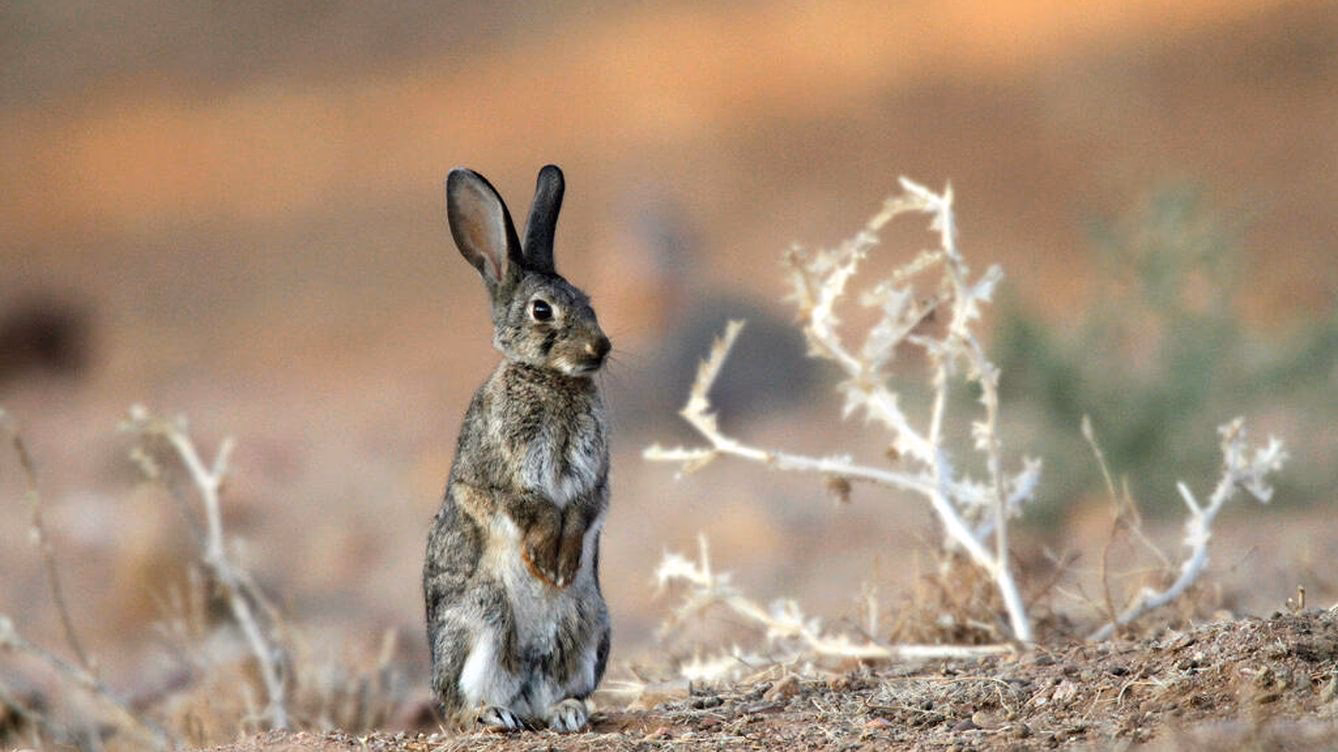 ¿Cómo se celebra la Pascua en Austria?