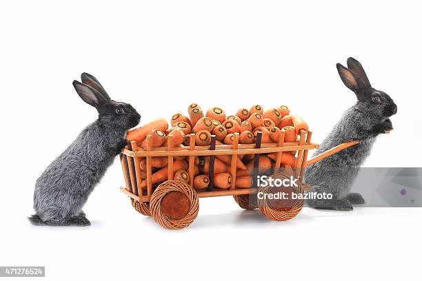 ¿Qué coche se llama el conejo?