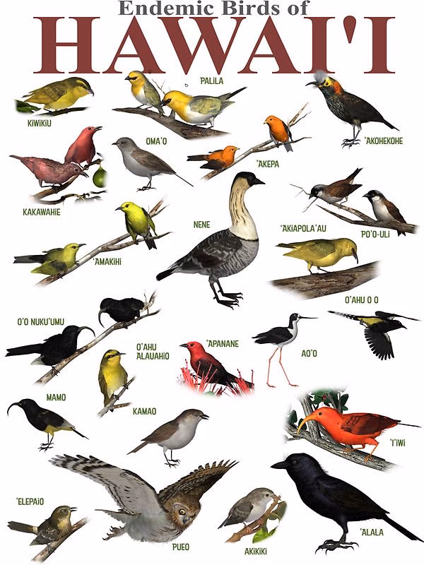 ¿Por qué se llama Isla de Aves?