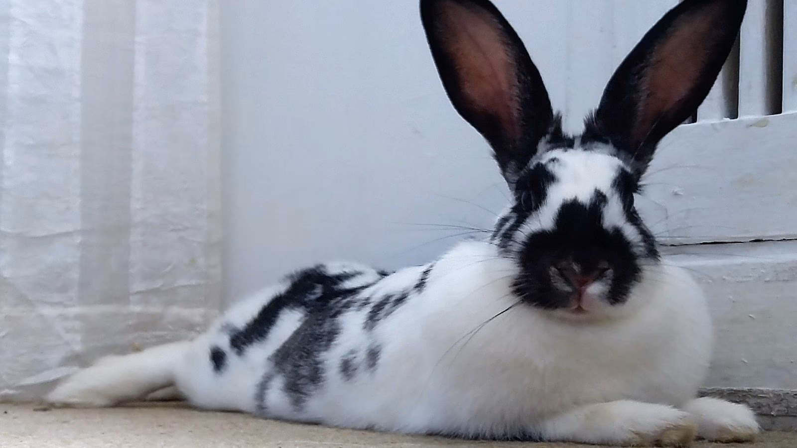 ¿Qué no se puede transportar en avión Avianca?