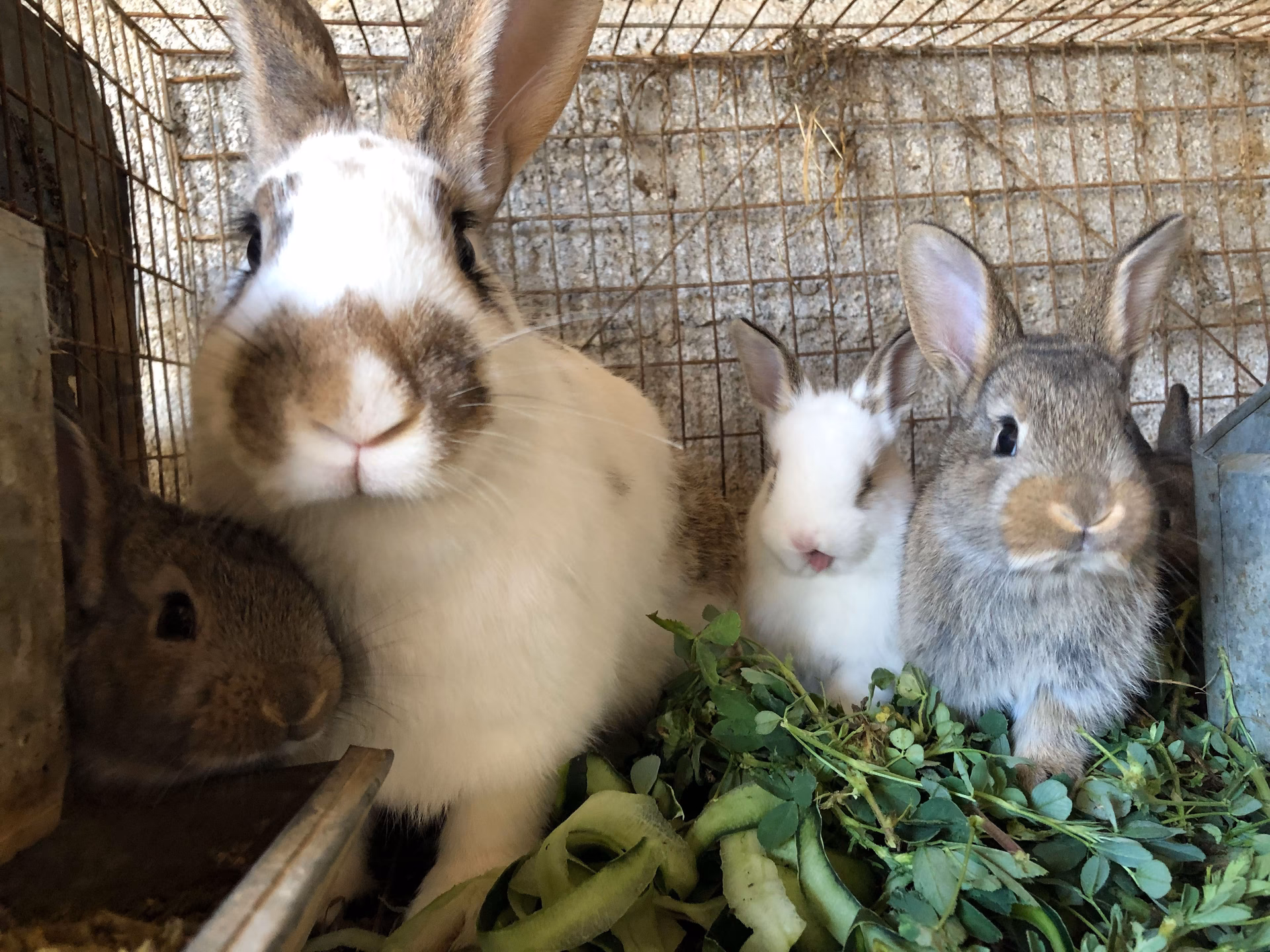 ¿Cuándo es el día del conejo en Argentina?