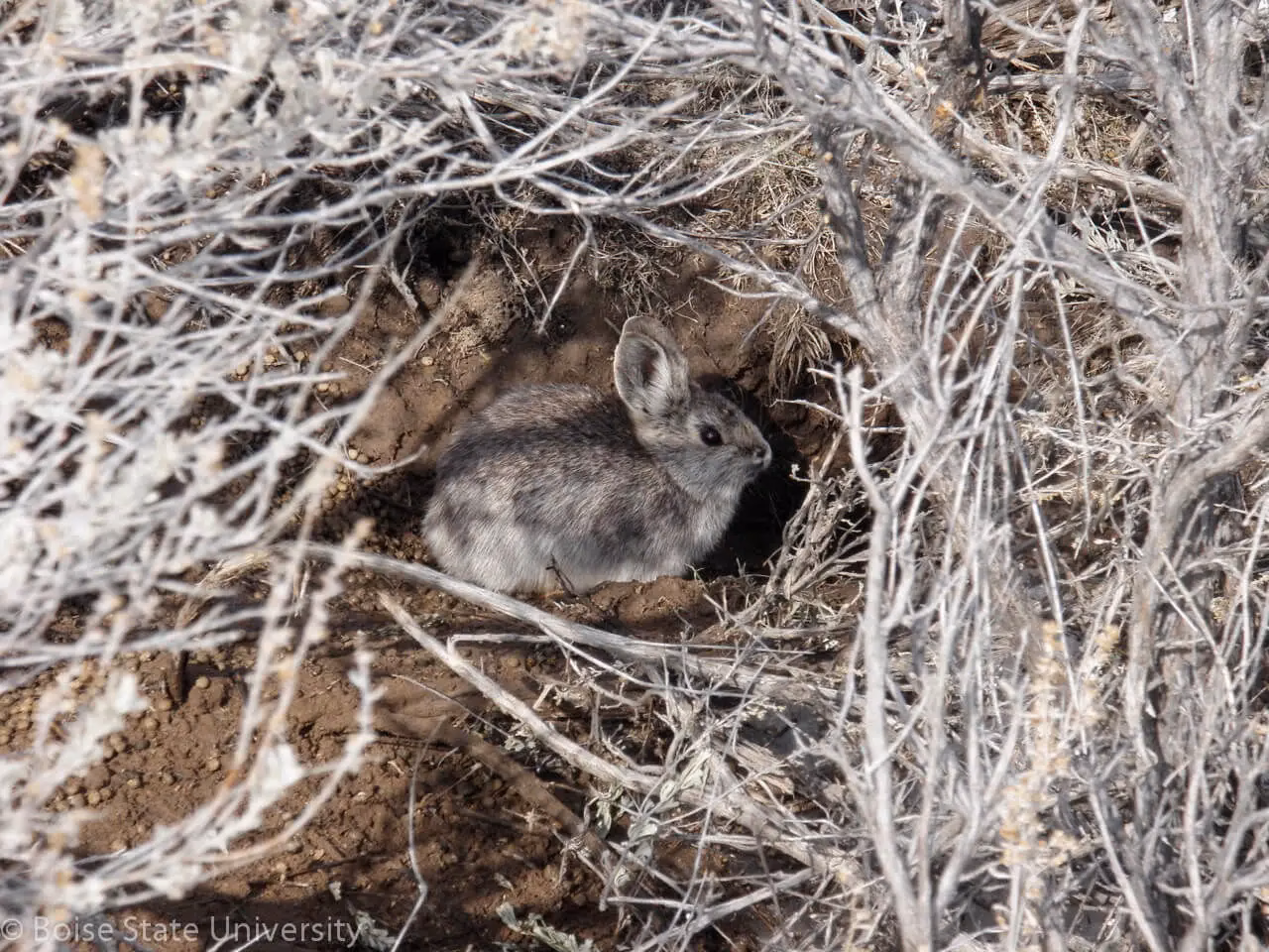 What is rabbit in Canarian style?