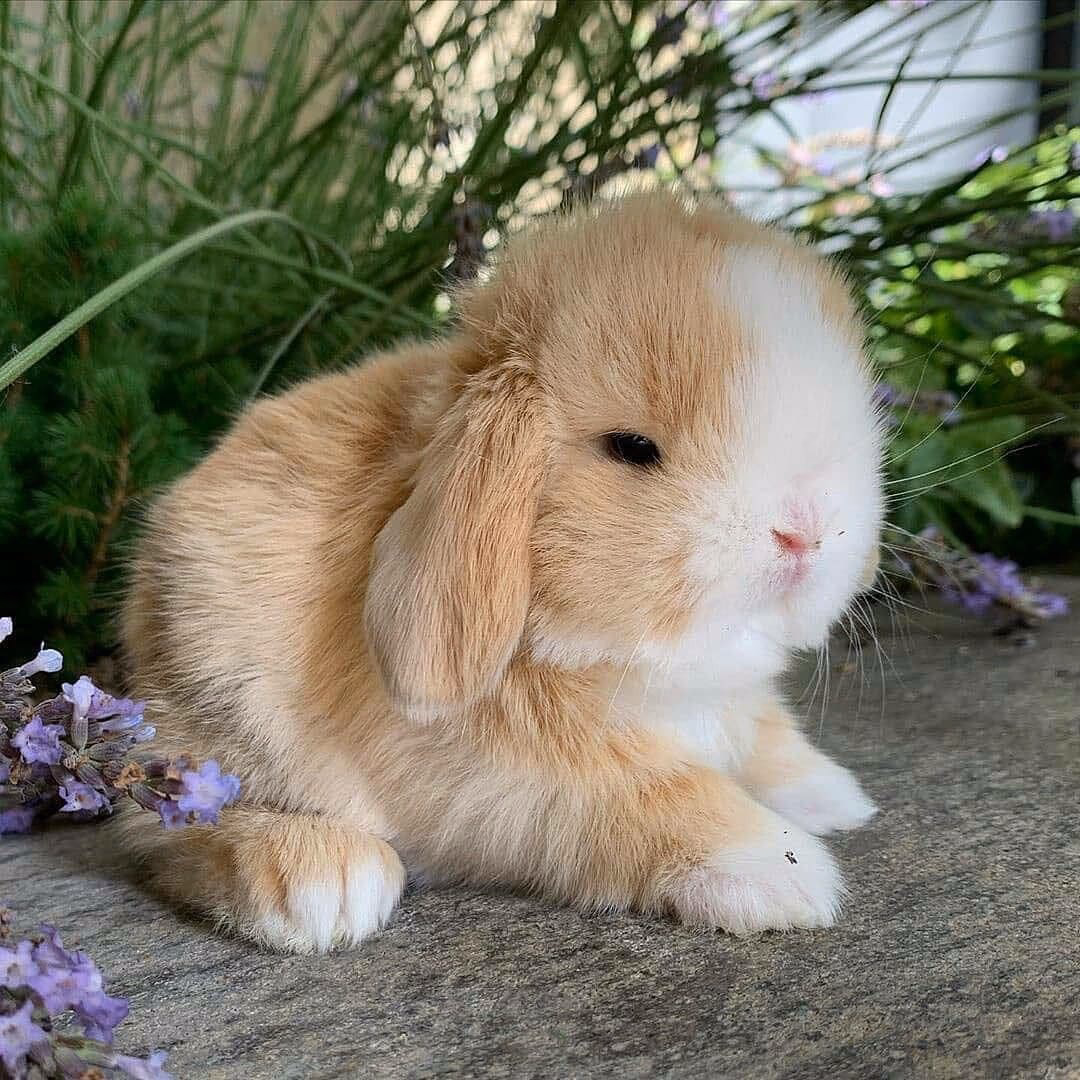 ¿Cómo se llama un cachorro de conejo?