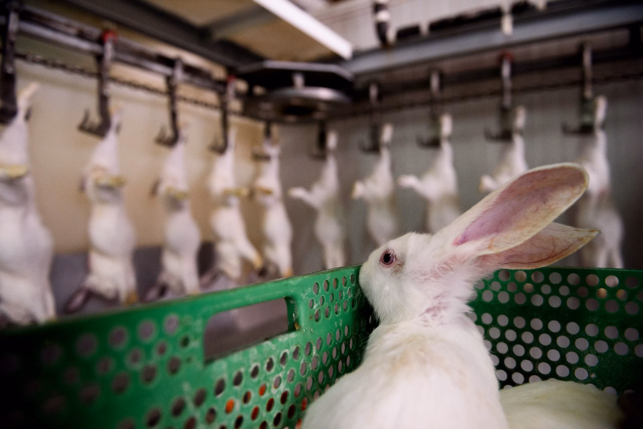 ¿Cómo afecta el bienestar animal a la calidad de la carne?