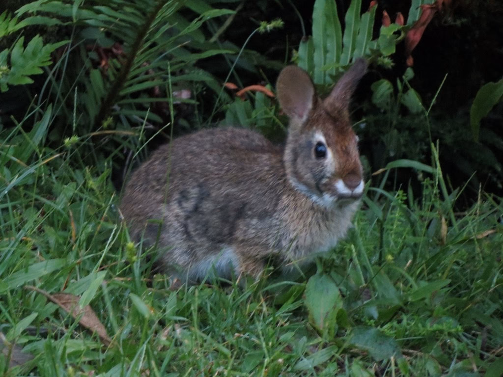 ¿Qué animal habita en el bosque de coníferas?