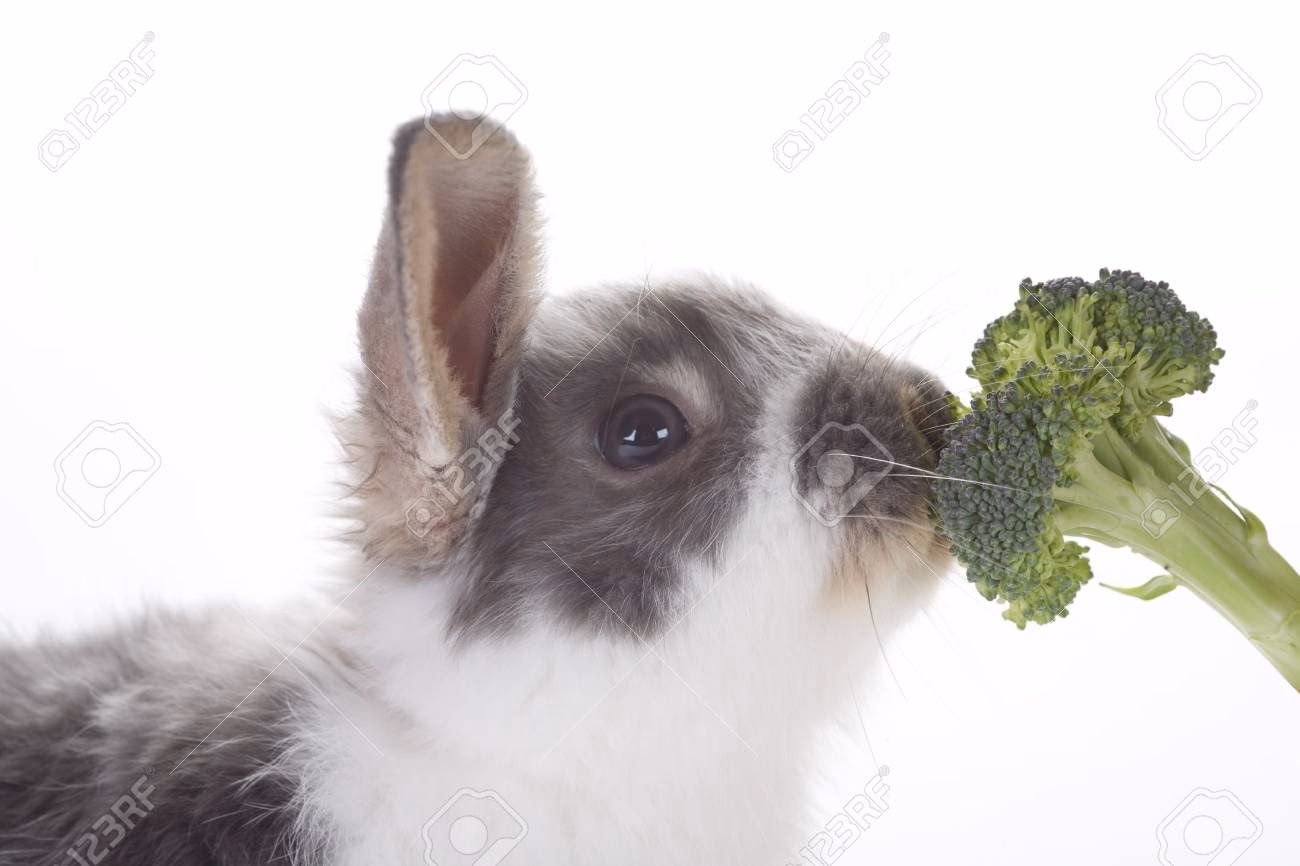 Is it broccoli or brocoli?