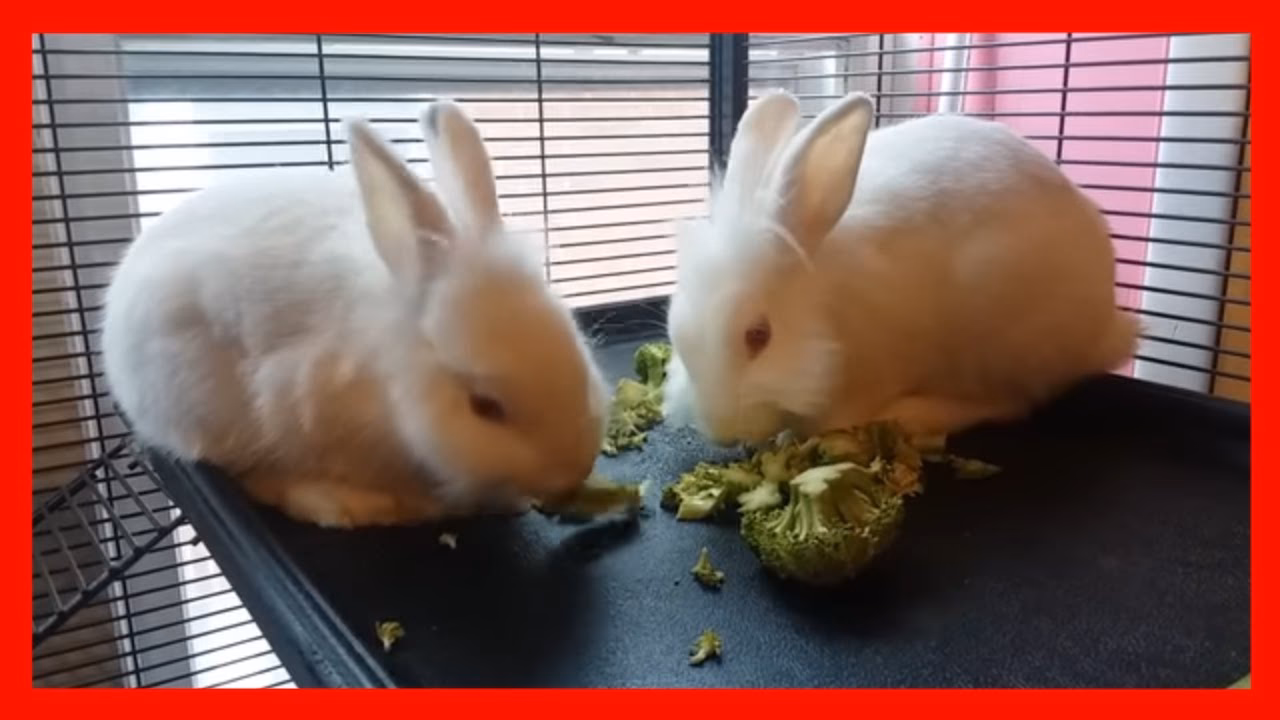 Is it broccoli or brocoli?