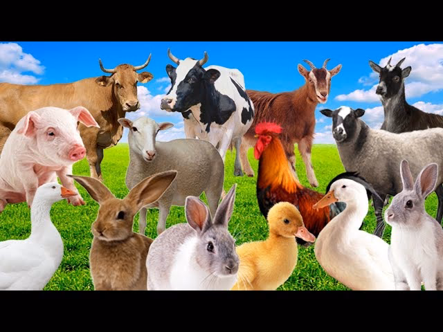 ¿Qué es bovino, porcino y equino?