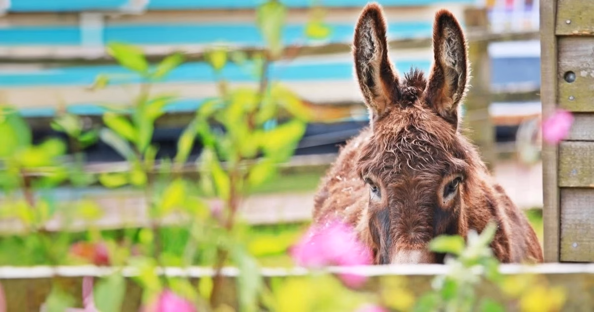 What is the meaning of El burro?