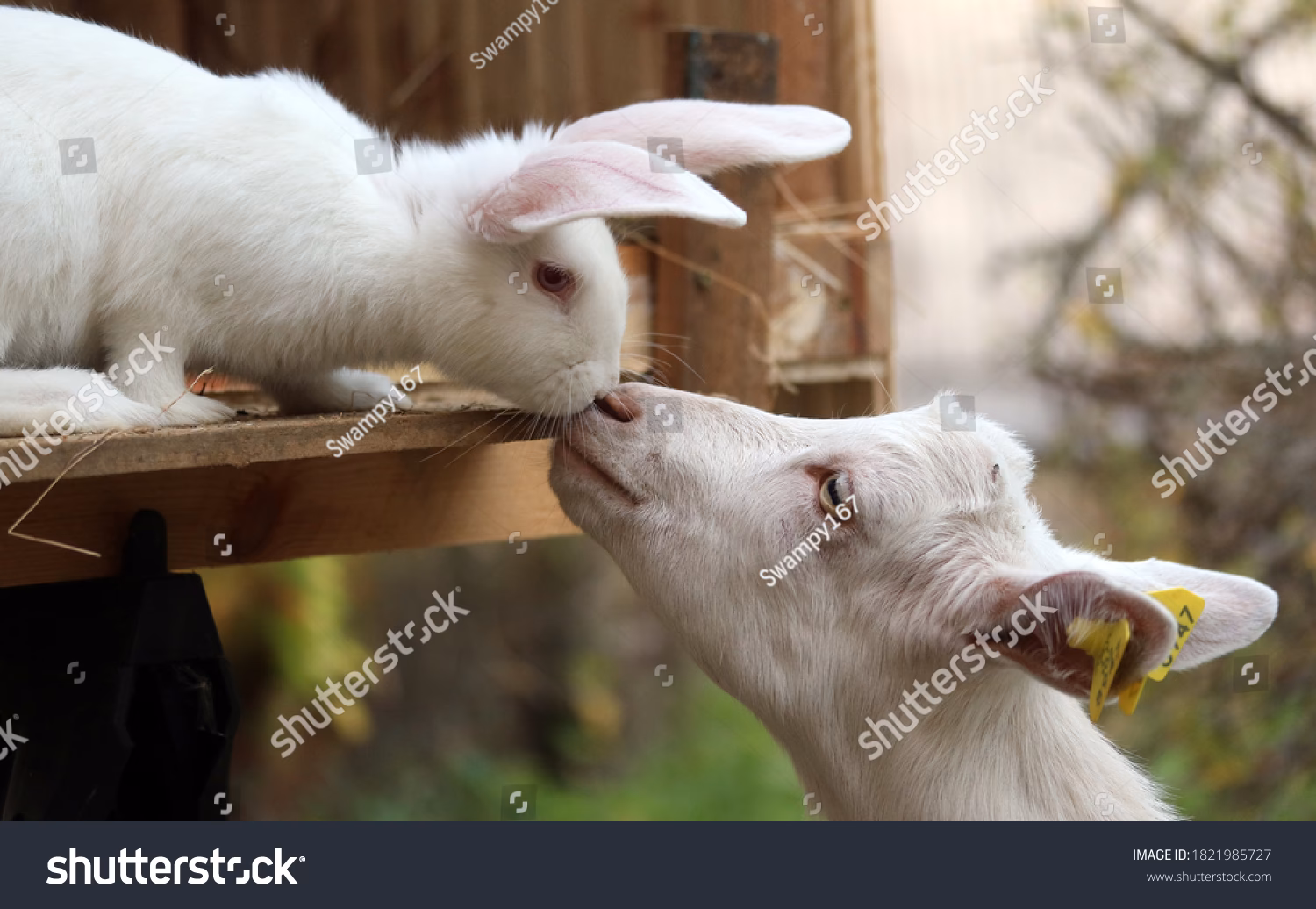 ¿Pueden los conejos y las cabras vivir juntos?