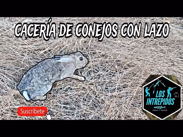 ¿Cuál es la mejor arma para cazar conejos?