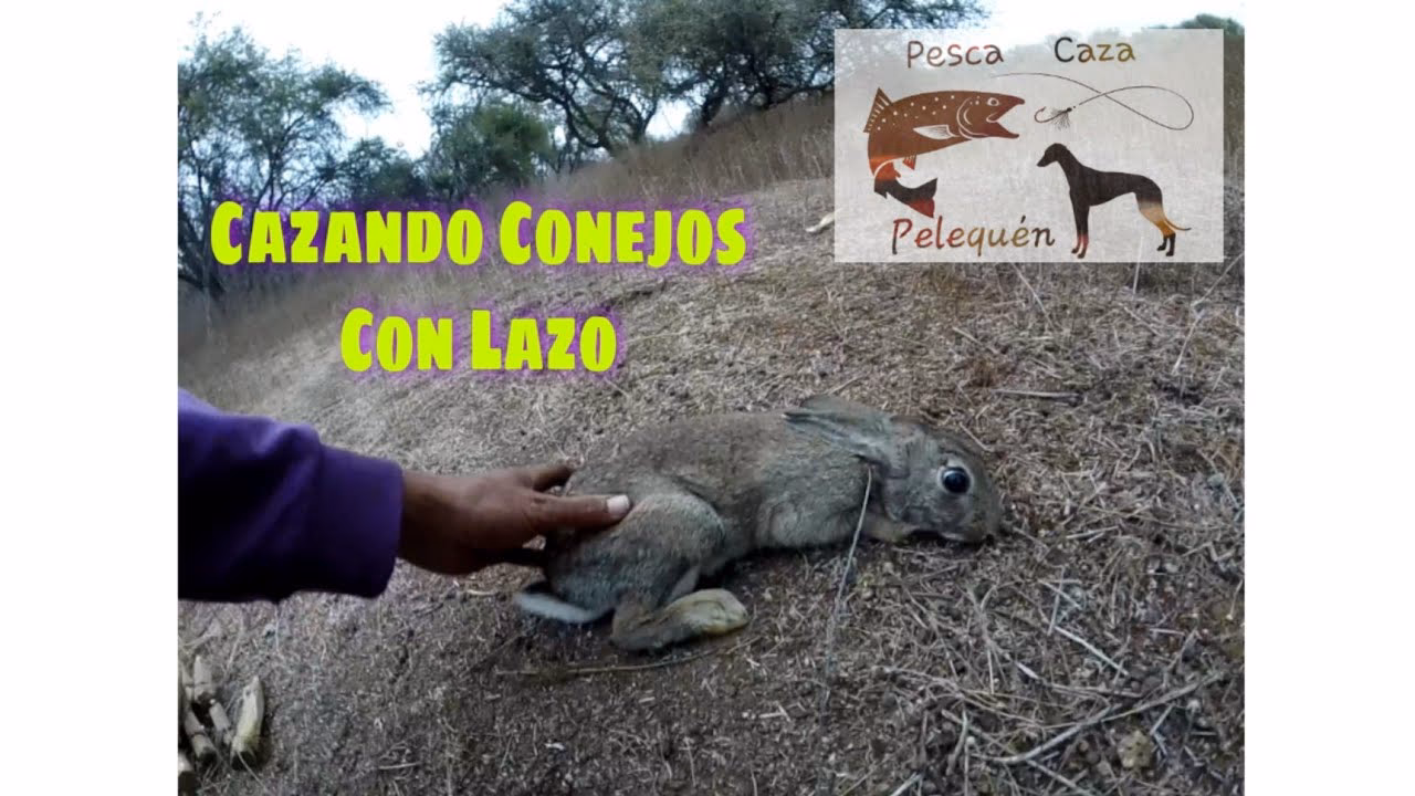 ¿Cuál es la mejor arma para cazar conejos?