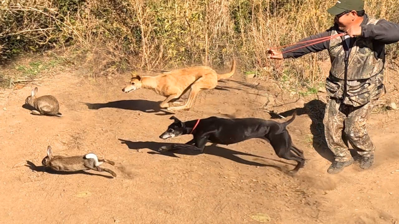 ¿Qué animales cazan los perros galgos?