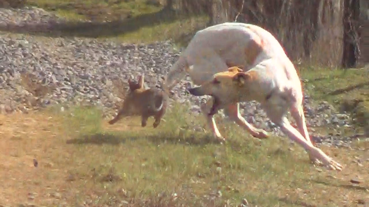 ¿Pueden los galgos cazar conejos?