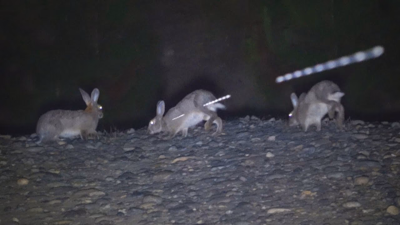 ¿A qué hora de la noche salen los conejos?