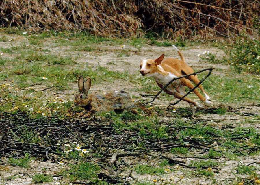 ¿Por qué mi perro corre como un conejo?