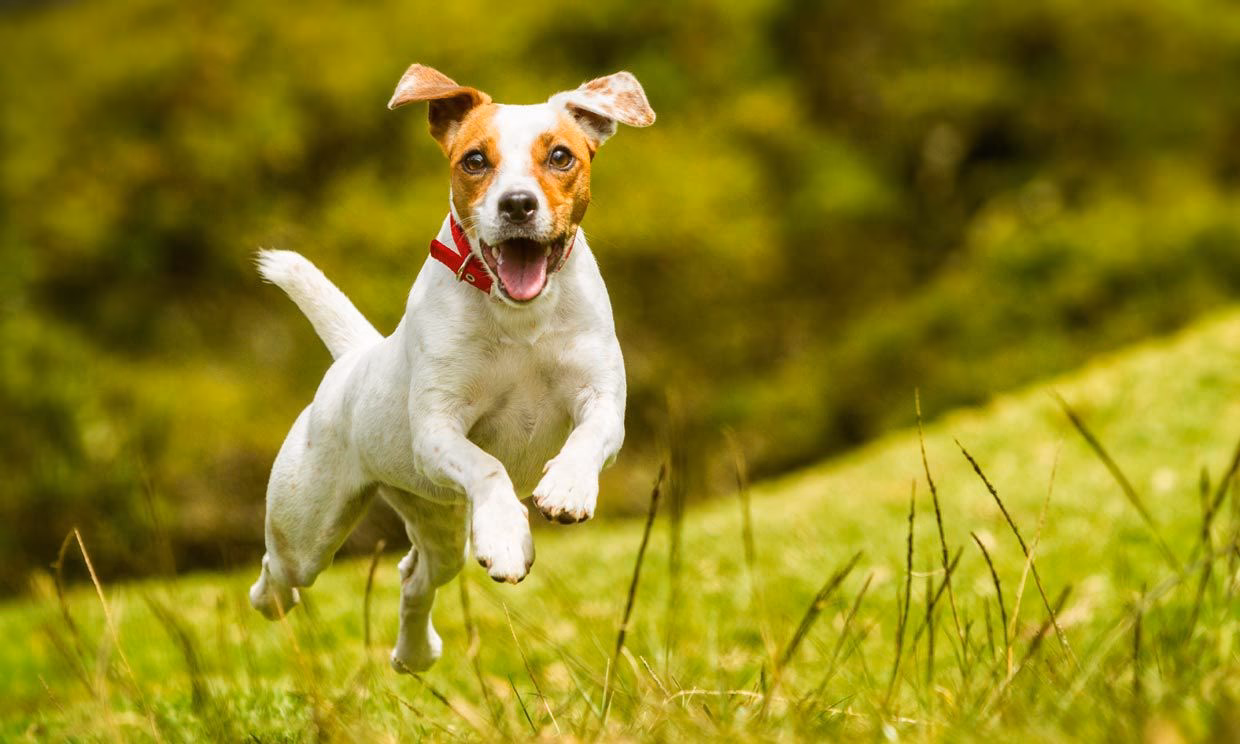 ¿Es normal que mi cachorro salte como un conejo?
