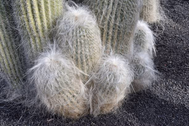 ¿Qué significa el cactus de Mickey Mouse?