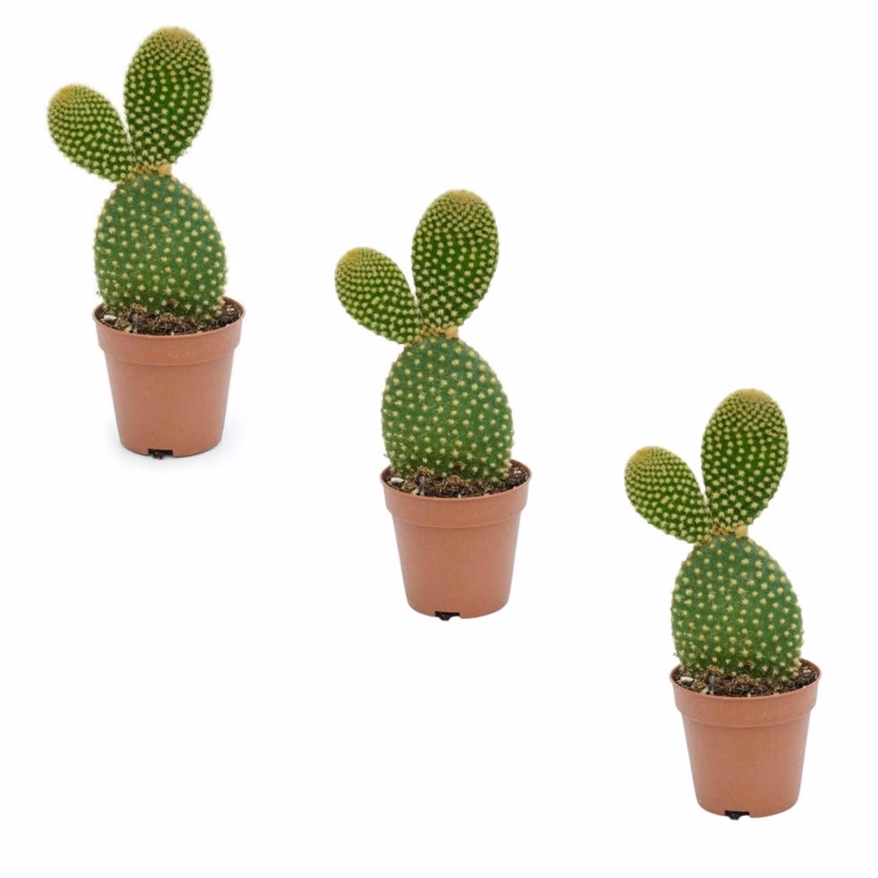 ¿Cómo dividir un cactus orejas de conejo?