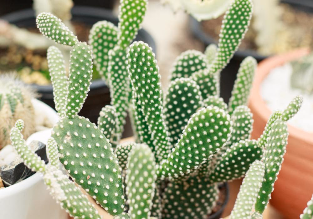 ¿Por qué mi cactus orejas de conejo se está marchitando?
