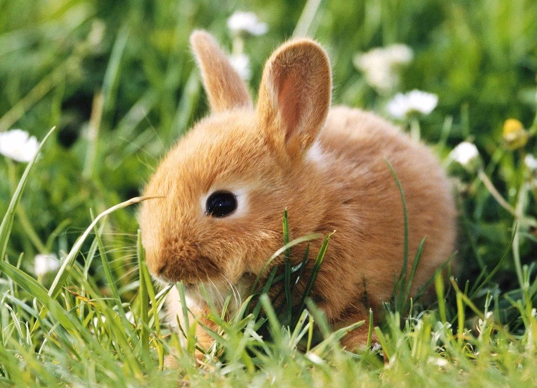 Who is the 2025 Cadbury bunny?