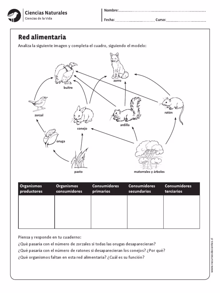 ¿Cuál es el orden de la cadena alimentaria?