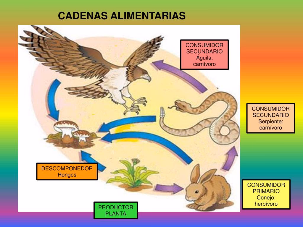 ¿Cuál es la cadena alimentaria de una serpiente?