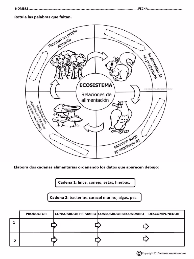 ¿Cuál es la cadena alimentaria del lince?