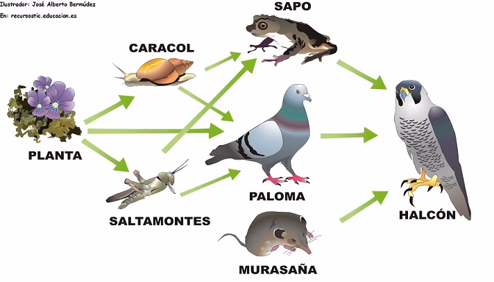 ¿Qué nivel trófico es el hongo?