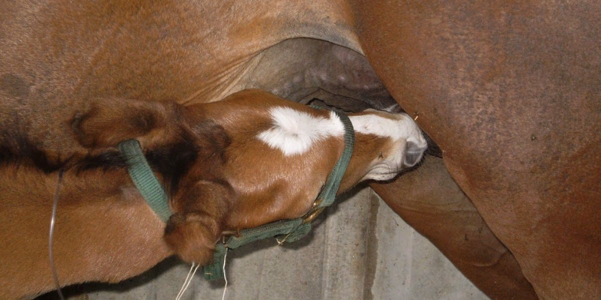 ¿Qué son las inmunoglobulinas y para qué sirven?