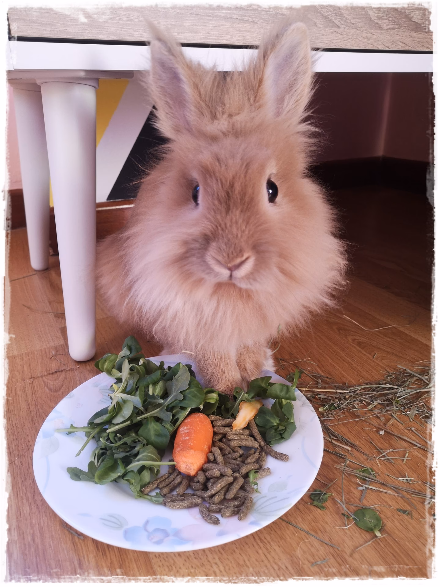 ¿Mudarse de casa es estresante para los conejos?