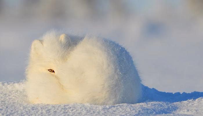 ¿Por qué una liebre puede desarrollar pelaje blanco en invierno?
