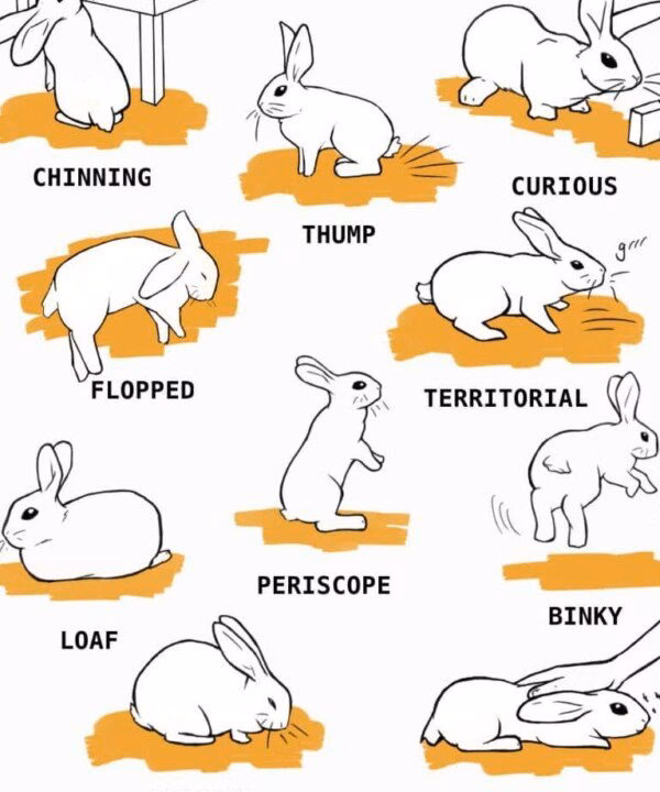¿Cuánto puede oír un conejo?