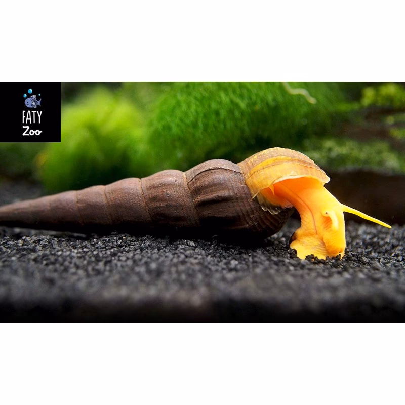 ¿Cómo se reproducen los caracoles conejo?