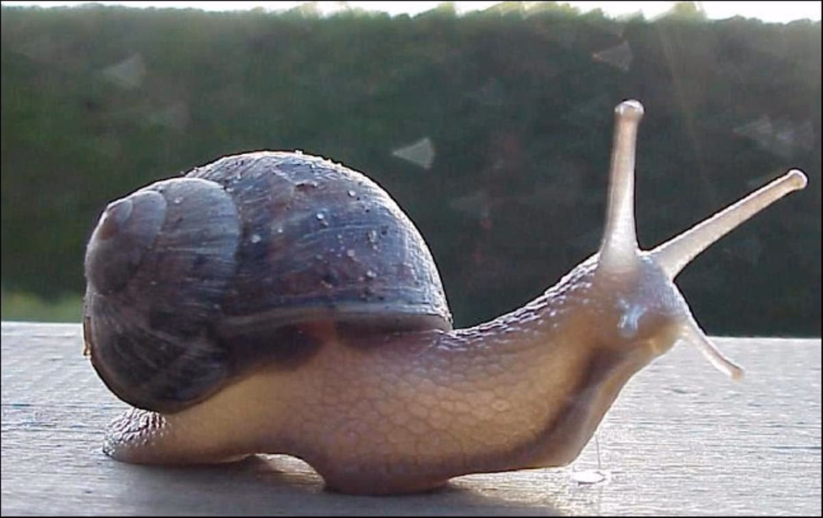 ¿Qué come el cadacol conejo?