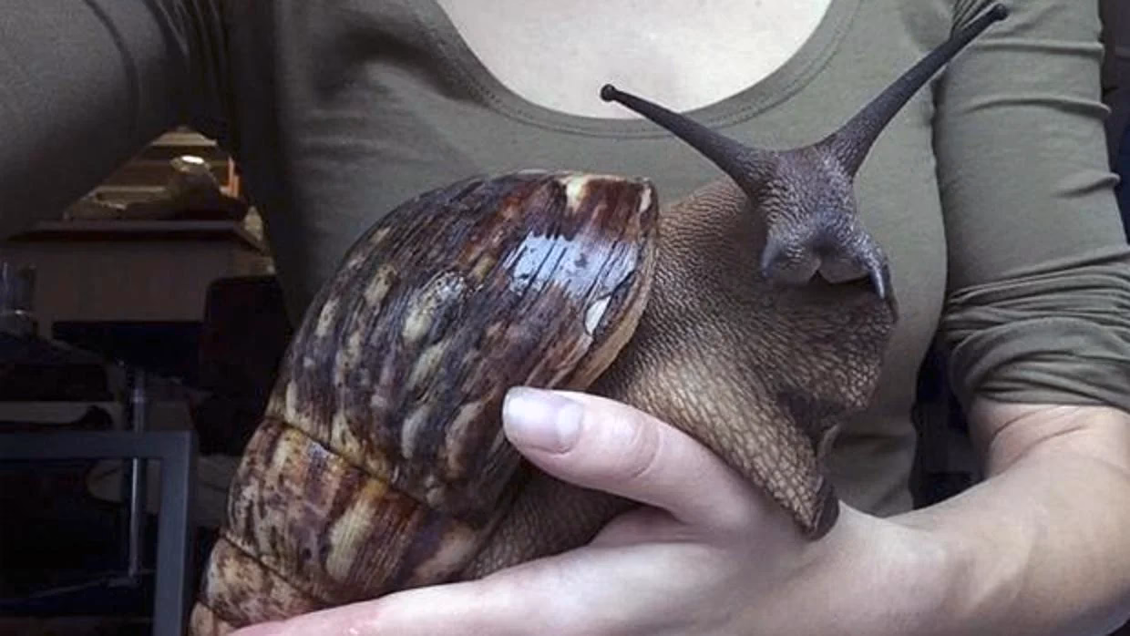 ¿Qué es un caracol gigante que parece un conejo?