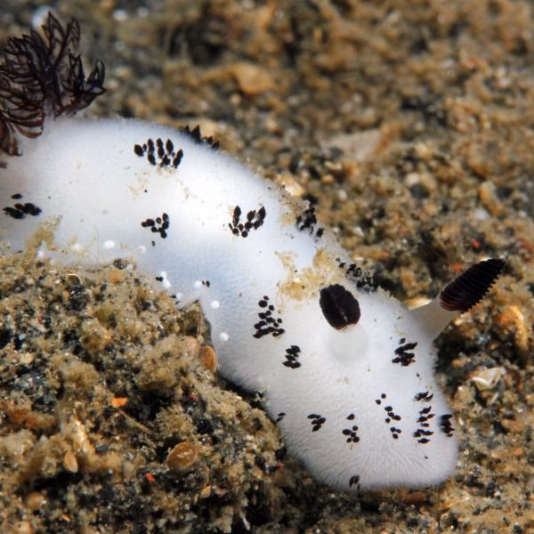 ¿Qué significa encontrar un caracol grande en tu casa?