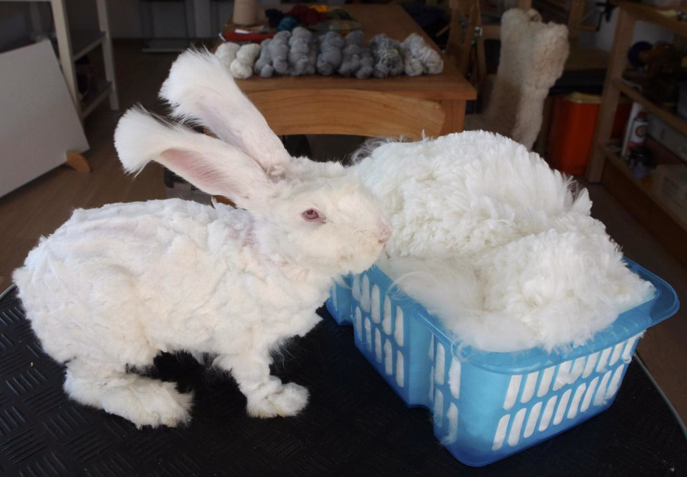 ¿Cuánta fibra tiene un conejo de Angora?