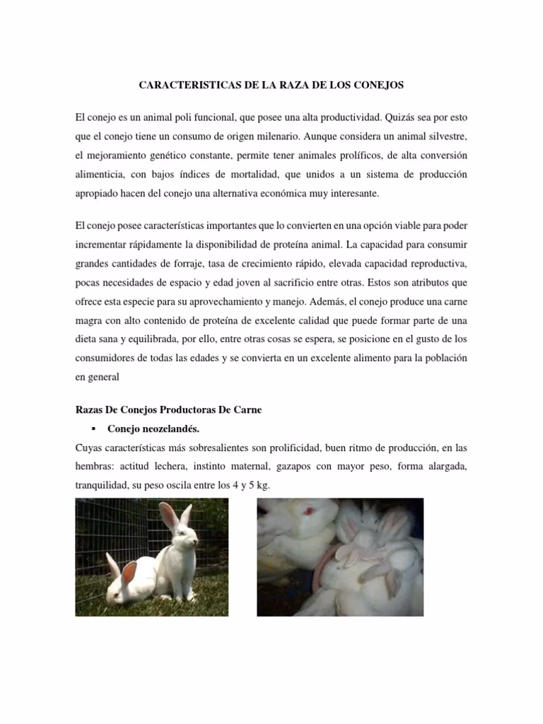 ¿Cuáles son las razas de conejo especializadas en la producción de piel?