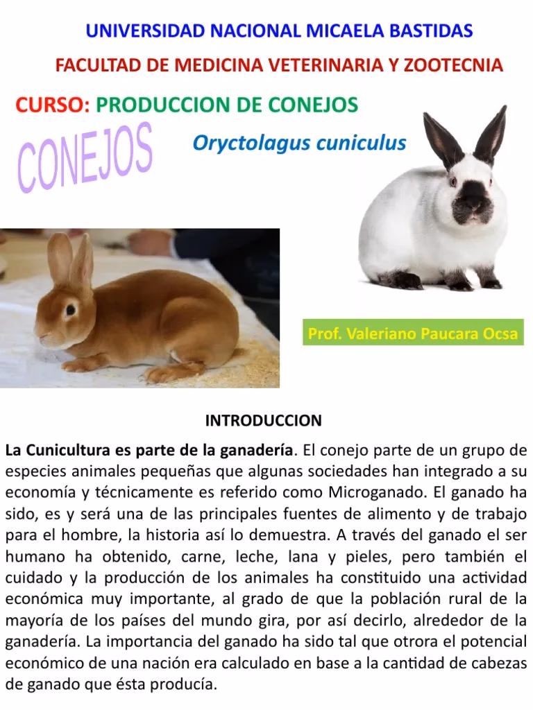 ¿Cuáles son los comportamientos normales de los conejos?