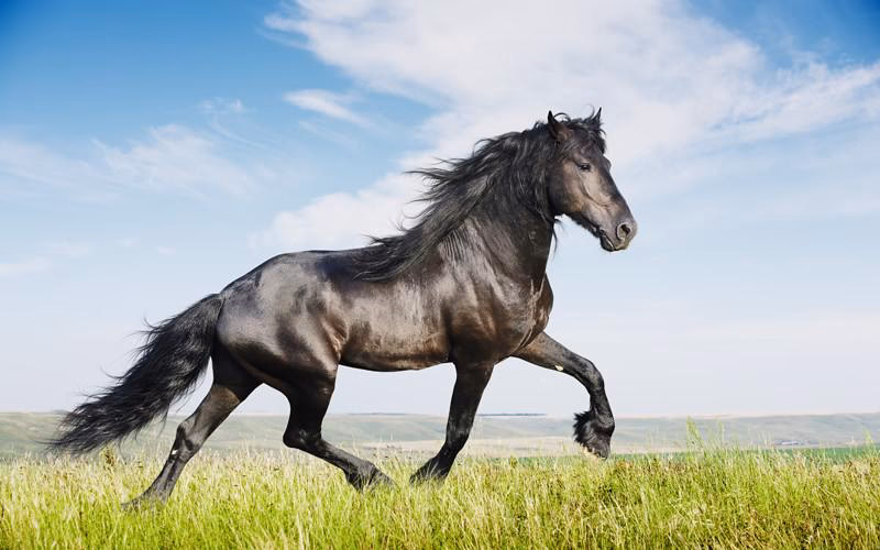 ¿Cuáles son las características principales del Caballo?