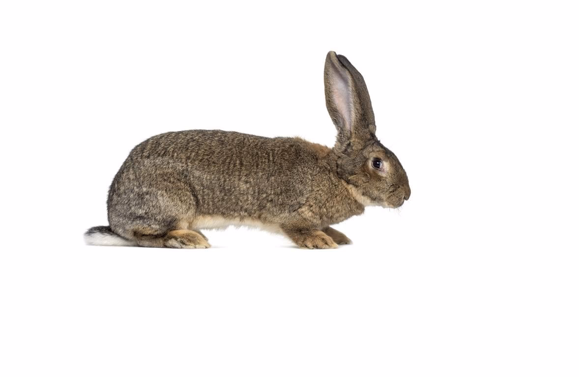 ¿Cuáles son las características de un conejo gigante de Flandes?