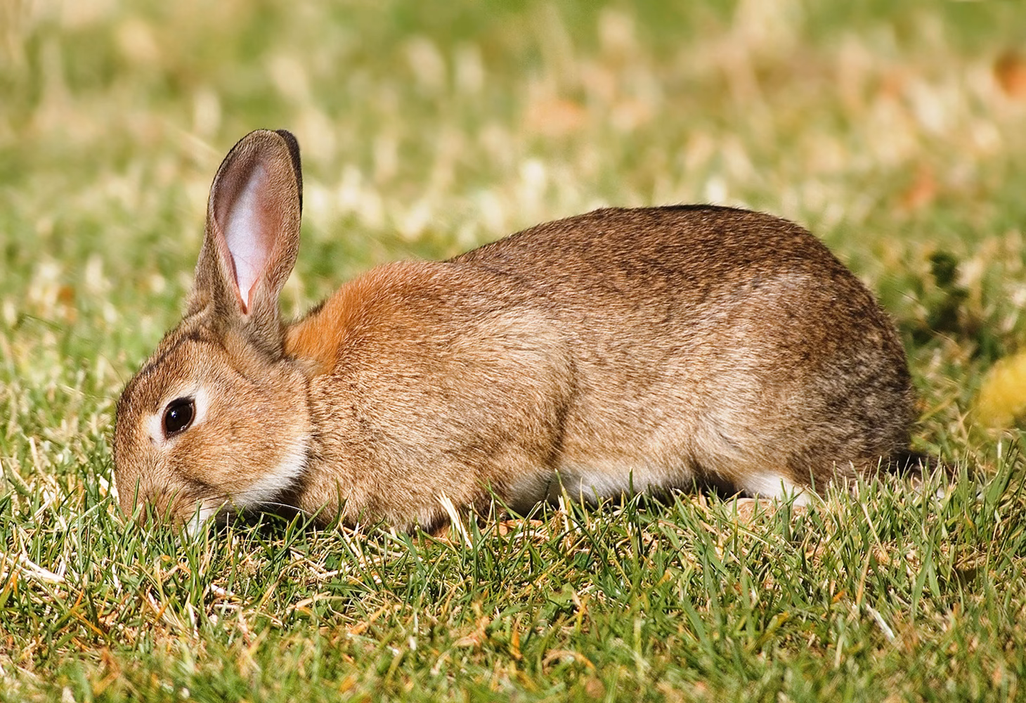 ¿Cuáles son las características del conejo de monte?