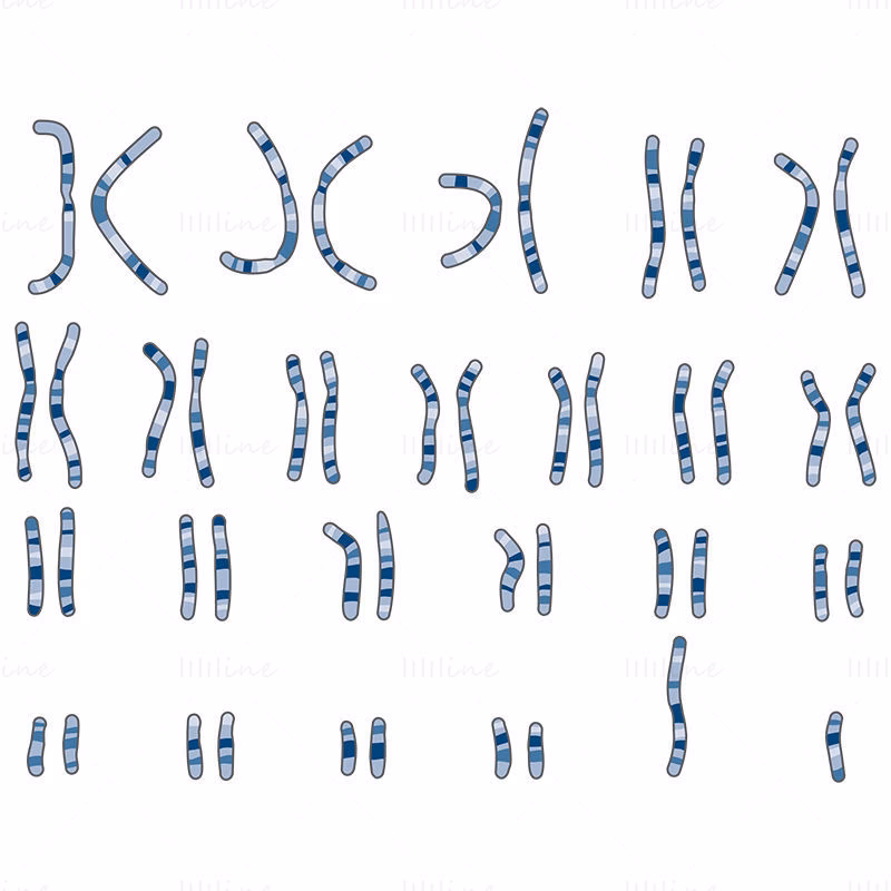 ¿Qué es el cariotipo de un animal?