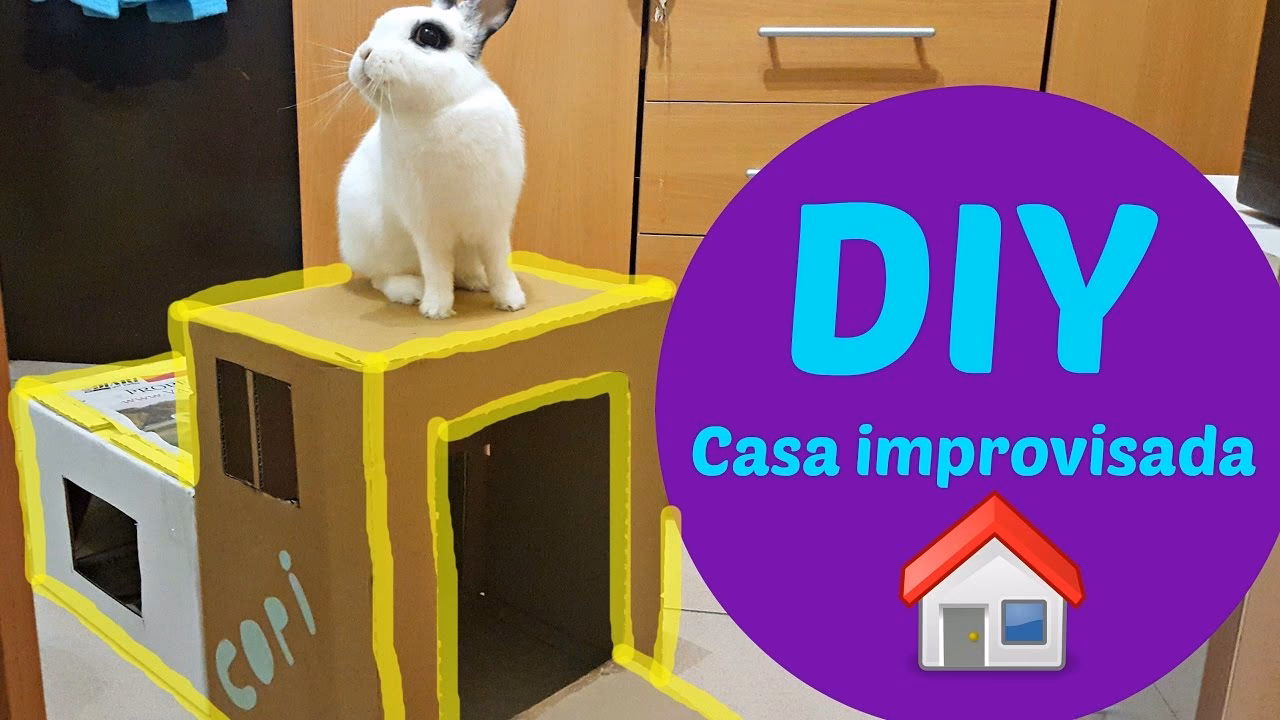 ¿Pueden los conejos vivir en cartón?