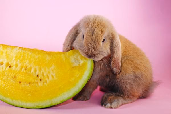 ¿Qué cáscaras pueden comer los conejos?
