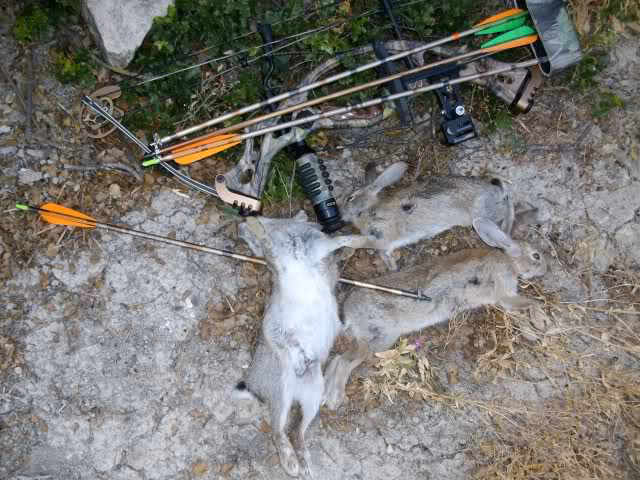 ¿Cuál es el animal más fácil de cazar con arco?