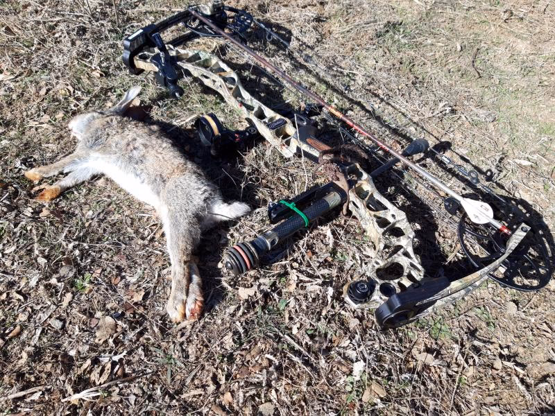 ¿Se pueden cazar conejos con arco?